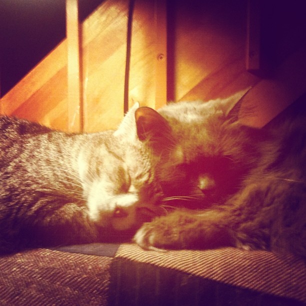 Amours à poil.