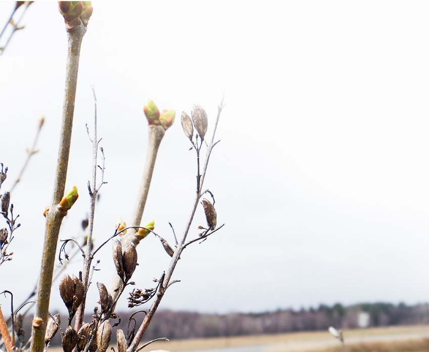 bourgeons de lilas