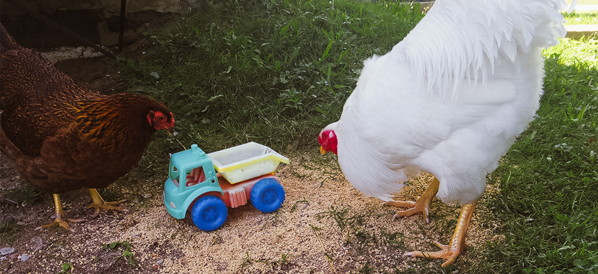 poules et enfants