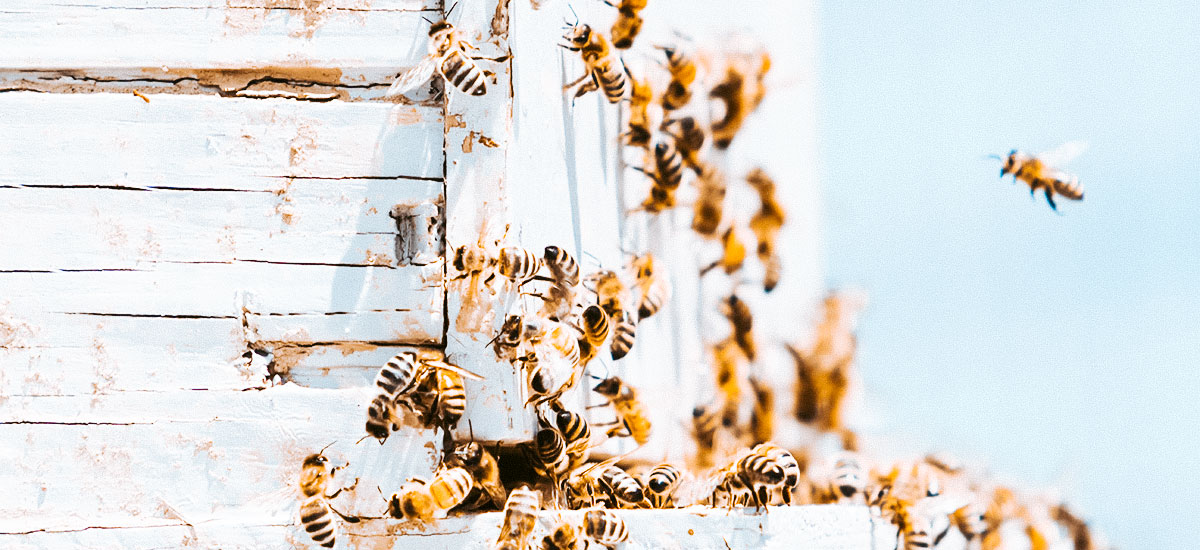essaim d'abeilles