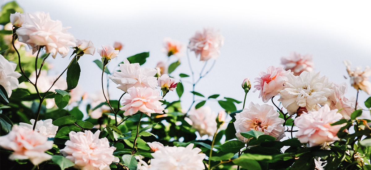 massif de fleurs, jardin