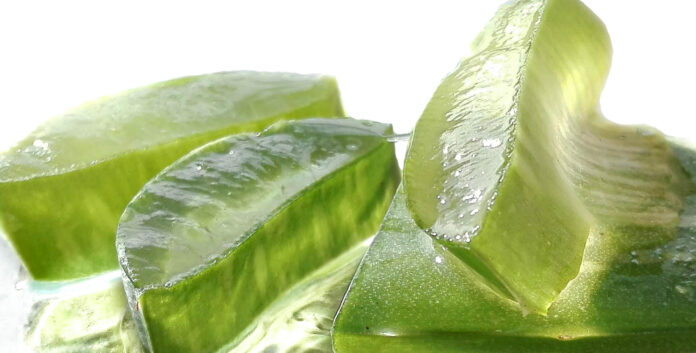 aloès, aloe, aloe vera